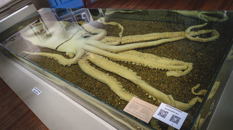 A preserved giant squid specimen displayed at the Museum of the Man and the Sea in Puerto Madryn, Patagonia, Argentina, showcasing marine biodiversity and offering visitors a fascinating glimpse into the region’s ocean life