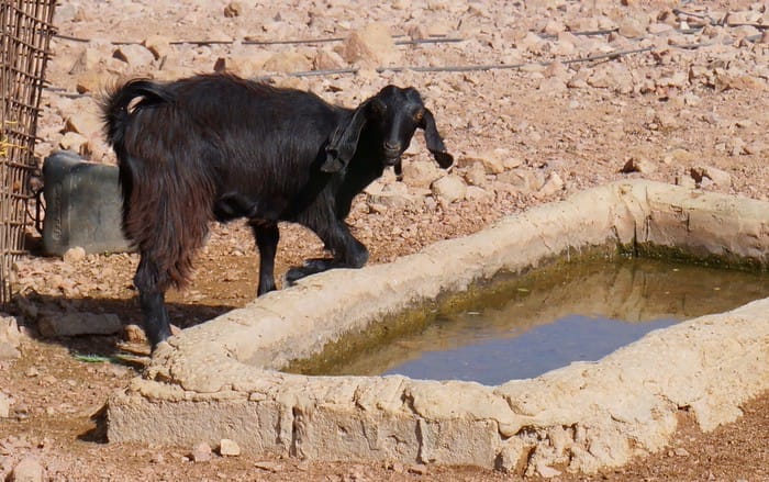 Goat at the watering hole in Jordan during our ecolodge stay enjoying rural life in the dessert 
