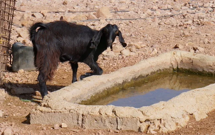 Goat at the watering hole in Jordan during our ecolodge stay enjoying rural life in the dessert 