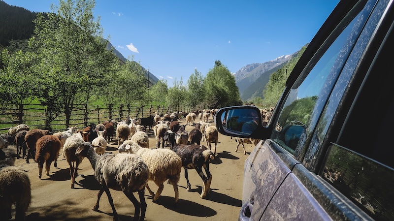 Goats on the road in Kyrgyzstan 