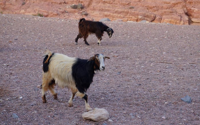 Goats roaming the grounds while we ate breakfast at the ecolodge in Jordan