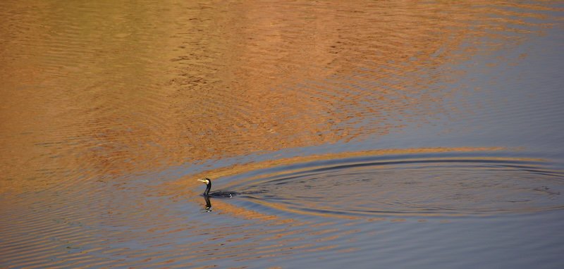 Golden light on the water in Jodhpur with bird treding water in Rajasthan, INdia 