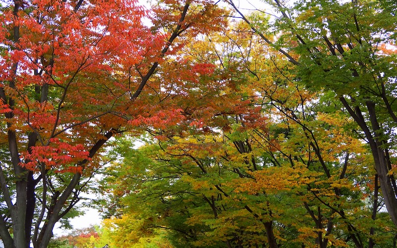 Gorgeous autumn colors orange, red, yellow and green on display at the Korean Folk Village 