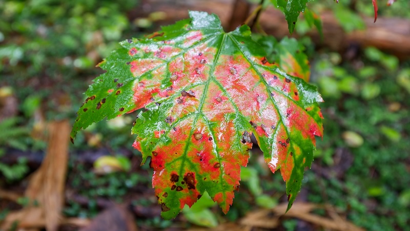 Gorgeous autumn leaf colours in southern Cape Breton, Nova Scotia, Canada 