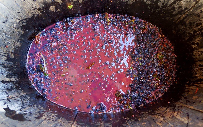 Close-up of freshly stomped grapes at La Vinyeta winery in Costa Brava, Spain, showing crushed grape skins, seeds, and vibrant purple juice in a barrel, capturing the traditional winemaking process of grape stomping during a vineyard wine tour