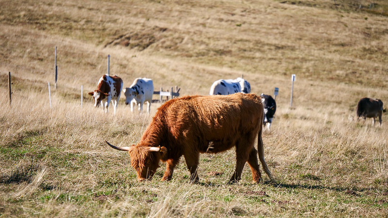 Grazing cows in the Black Forest is a typical rural scene in Germany 