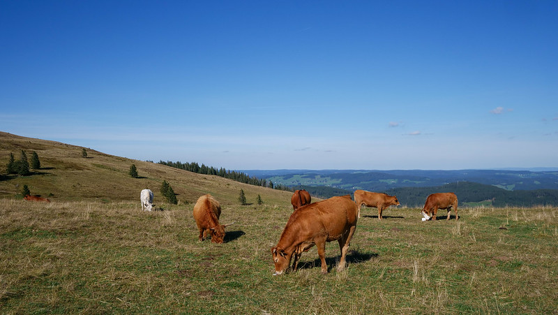 Grazing cows on a mountaintop in Germany's Black Forest at the highest possible altitude imaginable 