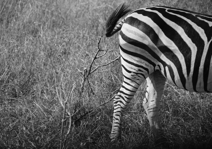 Greyscale zebra legs macro details whilst on safari in Kruger National Park in South Africa 