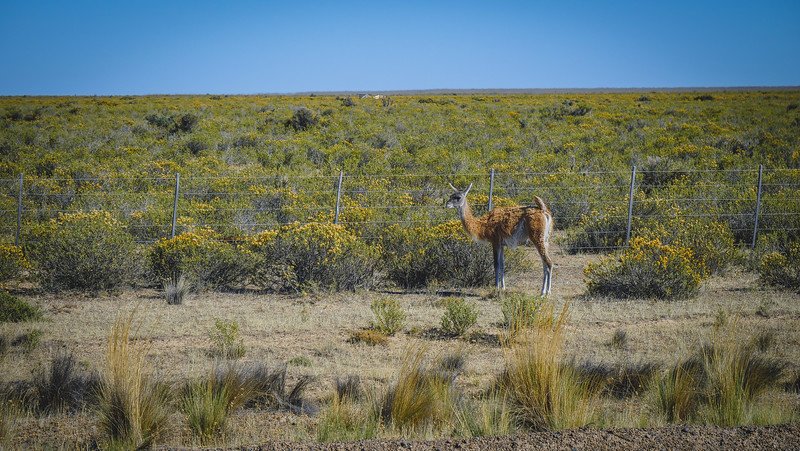 A guanaco stands alert near a fence surrounded by Patagonian shrubs and yellow wildflowers on Península Valdés, Argentina. These wild camelids are commonly seen while driving through the reserve, offering a glimpse of the region’s native wildlife