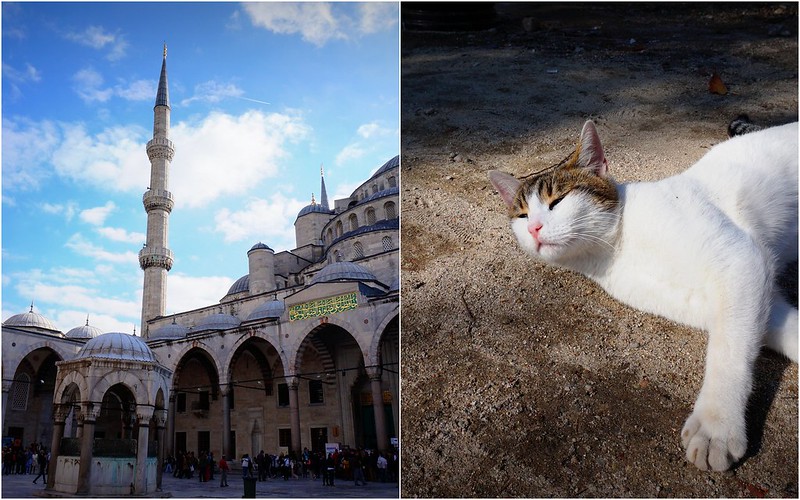 Hagia Sofia and a sleepy cat in Istanbul, Turkey are two iconic items you will see if you visit this magnificent city steeped in history and culture Hagia Sofia and a sleepy cat in Istanbul, Turkey are two iconic items you will see if you visit this magnificent city steeped in history and culture