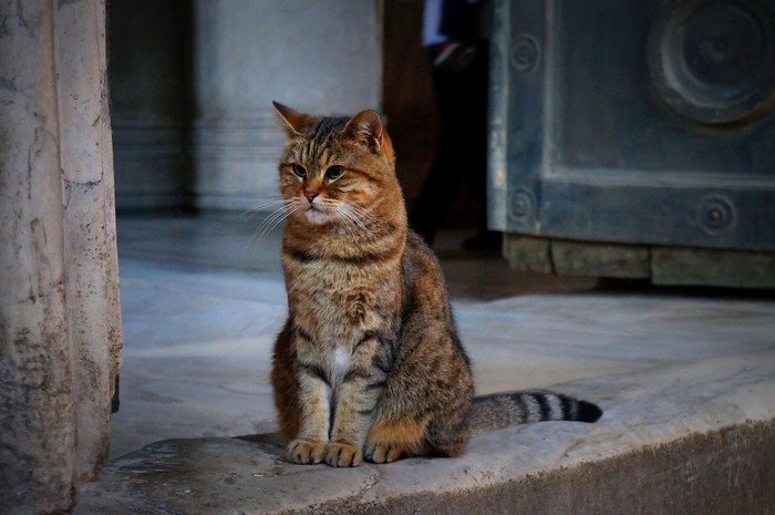 A brown tabby cat sitting inside Hagia Sofia in Istanbul, Turkey, calmly resting on the marble floor near a large doorway, highlighting the famous resident cats that charm visitors alongside the historic architecture of this iconic landmark
