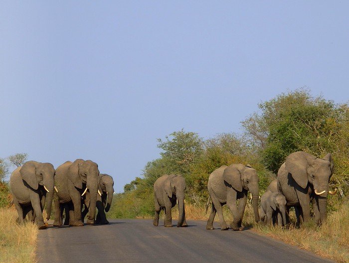 Herd of elephants crossing the road on safari in South Africa at Kruger National Park was a surreal wildlife experience that was simply amazing!