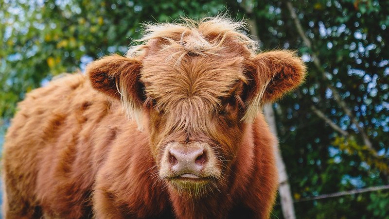 Close-up of a young shaggy Highland cattle calf with a tousled fringe at Au Diable Vert in Sutton, Quebec, surrounded by lush greenery in the Eastern Townships