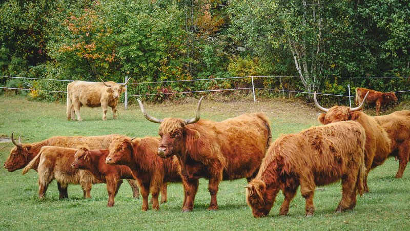 Herd of shaggy Highland cattle grazing on a green pasture at Au Diable Vert in Sutton, Quebec, surrounded by autumn foliage in the Eastern Townships