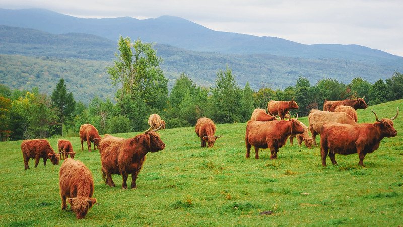 A herd of shaggy Highland cattle grazing on lush green pastures at Au Diable Vert in Sutton, Quebec, with the scenic rolling hills of the Eastern Townships in the background