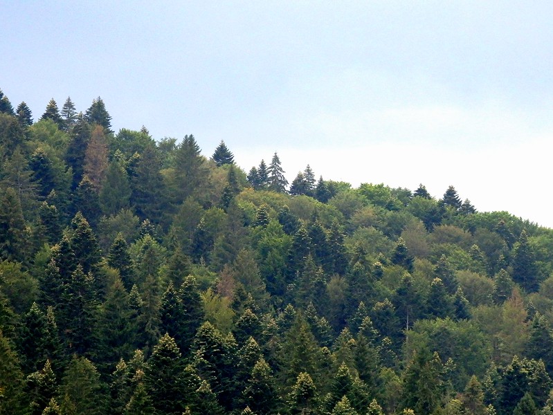 Hiking in Romania - wild and thick forests as far as the eye can see was what made this hike so special and worth doing in my opinion