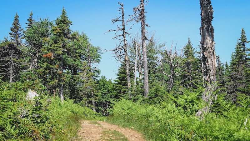 A rugged dirt hiking trail winds through lush ferns and a mix of evergreen and weathered trees under a bright blue summer sky in Cape Breton Highlands National Park, offering a peaceful nature escape along the Cabot Trail in Nova Scotia