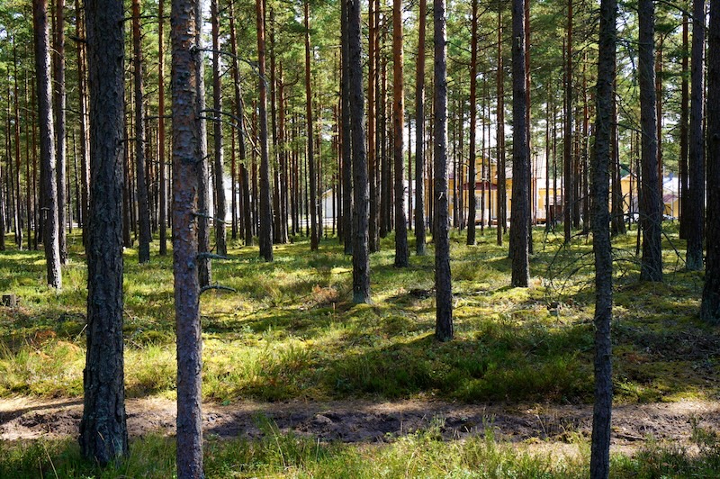 Hiking trail in Finland is the go to summer activity for visitors 