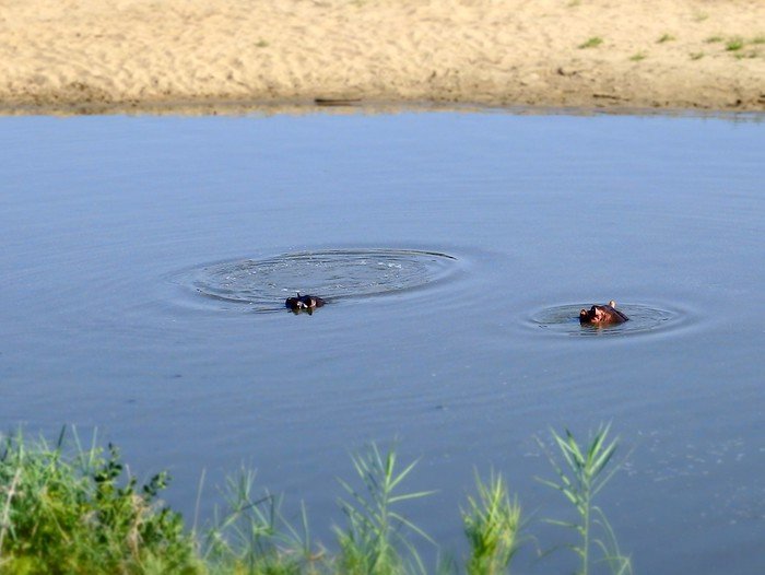 Hippos in Kruger National Park in South Africa emerging from the water with ripples forming on top of the water hole 