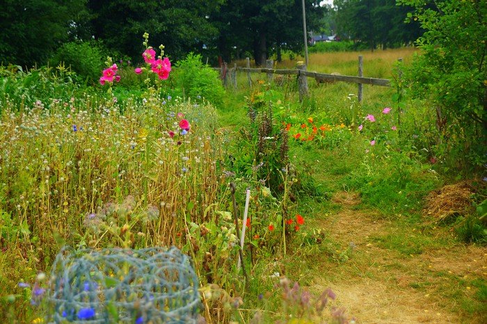 A colorful summer meadow in Högsåra, Finland, with wildflowers blooming along a rustic dirt path and wooden fences, capturing the peaceful rural charm and natural beauty of this Finnish island village during the warm season