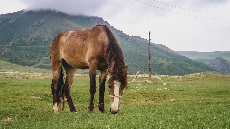 A brown horse grazing peacefully on lush green pastures in the Kyrgyz mountains, with rolling hills and mist-covered peaks in the background during the 3-Day Panorama Trek
