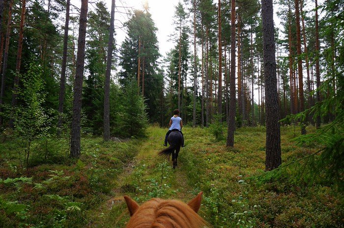 Horseback riding through the forest on Kimito Island, Finland, with riders following a narrow trail surrounded by tall pine trees, green undergrowth, and natural light filtering through the woods, creating a calm outdoor experience