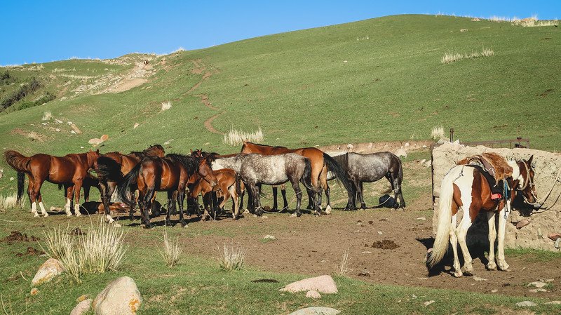 A group of horses gathered in a corral on a grassy hillside in Kyrgyzstan, with one saddled horse standing apart in the foreground under the bright evening sun during the 3-Day Panorama Trek