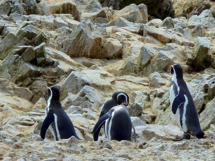 Humboldt penguins spotted whilst visiting in Islas Ballestas, Peru