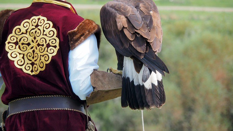 Hunting with birds of prey at the World Nomad Games in Kyrgyzstan with man wearing a leather glove and bit on his hand and wrist