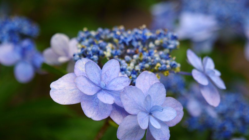 Hydrangeas in bloom at Hasedera in Kamkura macro details and natural beauty in Japan Hydrangeas in bloom at Hasedera in Kamkura macro details and natural beauty in Japan