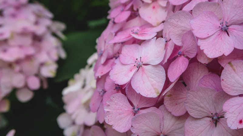 Hydrangeas in the Ossolineumn macro details in Wroclaw Hydrangeas in the Ossolineumn macro details in Wroclaw
