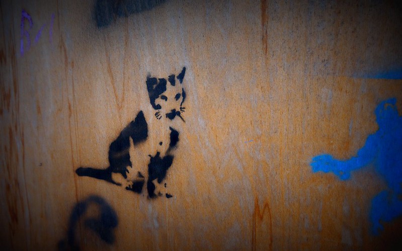 Istanbul's Stray Cats in Photos: Street Cats Of Instanbul, Turkey