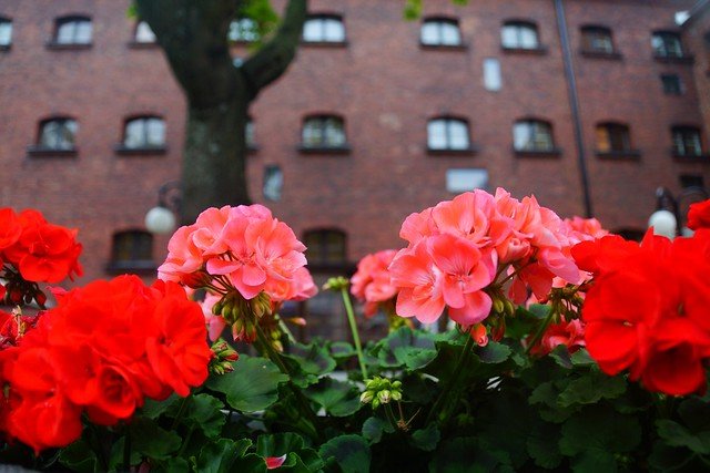 Bright red and pink flowers in the Jailyard Terrace garden at Hotel Katajanokka in Helsinki, Finland, with the historic red-brick former prison building in the background, creating a colorful and inviting contrast to the unique jail hotel setting