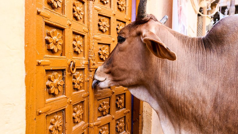 A sacred cow stands close to an ornately carved wooden door painted golden yellow in Jaisalmer, India, capturing the charm of daily street life in the old city