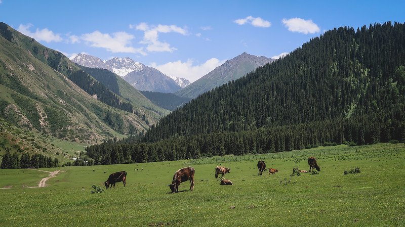 Jeti Ögüz Valley with cattle grazing and layer upon layer of mountain ranges revealing themselves with snow capped peaks in the distance