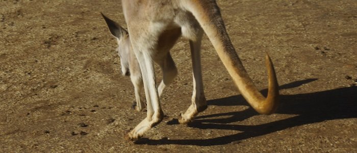 Close-up of a kangaroo walking on sandy ground at Currumbin Wildlife Sanctuary on the Gold Coast, Australia, showing its powerful hind legs and long tail casting a shadow