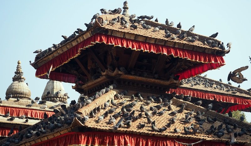 Hundreds of pigeons perched on the ornate tiered rooftops of a traditional pagoda-style temple in Kathmandu Durbar Square, Nepal