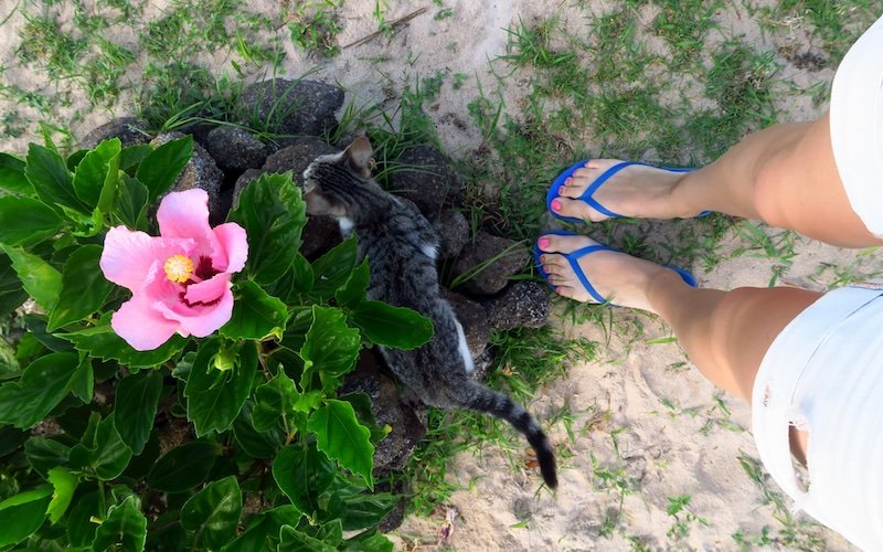 Kitten spotted by That Backpacker Audrey Bergner feet on Easter Island Rapa Nui, Chile 