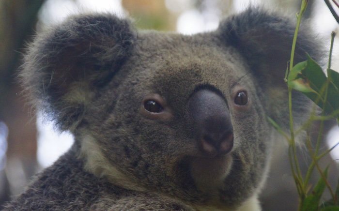 A close-up portrait of a Koala with soft grey fur and round ears, calmly perched among eucalyptus leaves at Currumbin Wildlife Sanctuary on the Gold Coast, Australia