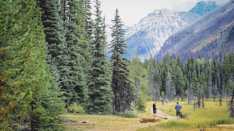 Hikers and a dog walking along a forested trail surrounded by towering evergreens and dramatic mountain peaks in Kootenay National Park, capturing the wild alpine scenery of the Canadian Rockies
