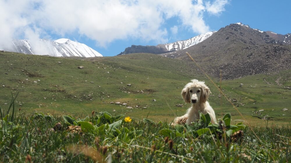 A Kyrgyz hunting dog resting in a grassy alpine meadow surrounded by rugged rocky slopes and distant snow-capped peaks under a partly cloudy sky during the 3-Day Panorama Trek in Kyrgyzstan