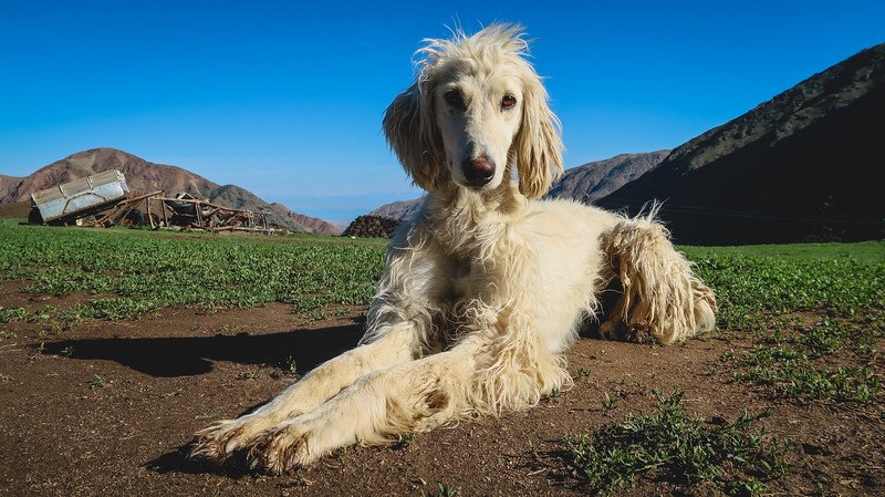A Kyrgyz hunting dog lounging on the ground in a mountain valley during the 3-Day Panorama Trek in Kyrgyzstan, with rugged hills and a clear blue sky in the background