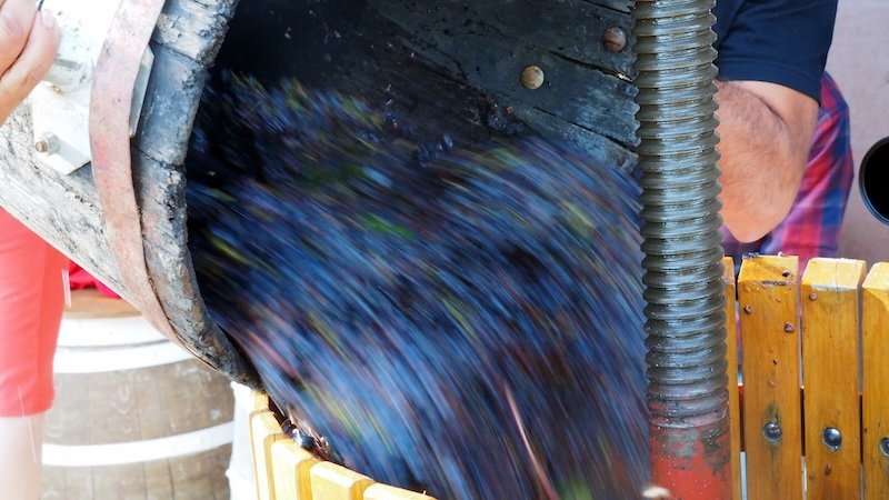 Freshly harvested grapes being poured from a bucket into a wine press at La Vinyeta winery in Costa Brava, Spain, captured with motion blur to highlight the dynamic process of traditional winemaking during an afternoon of grape stomping and tasting