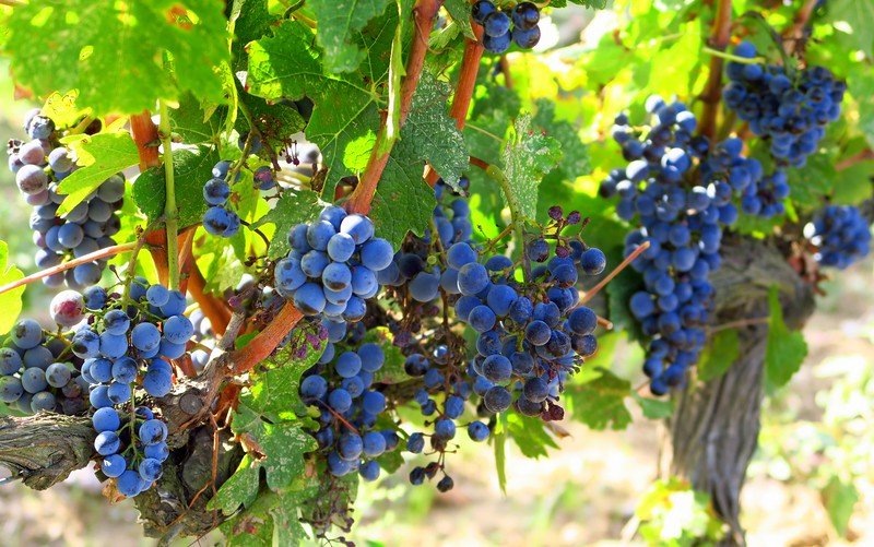 Clusters of ripe purple grapes hang heavily from sunlit vines at La Vinyeta winery in Costa Brava, Spain, capturing the essence of grape harvesting season before an afternoon of grape stomping, wine tasting, and vineyard exploration on a local tour