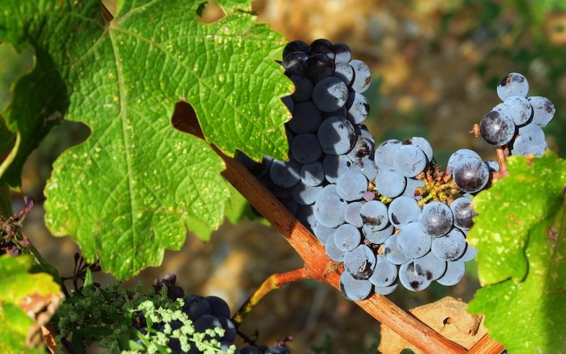 Close-up macro shot of ripe purple grapes hanging on the vine at La Vinyeta winery in Costa Brava, Spain, highlighting the rich color and texture of the fruit surrounded by green leaves during a grape harvesting and wine tour experience