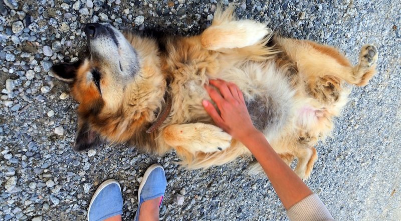 Friendly winery dog enjoying belly scratches at La Vinyeta in Costa Brava, Spain. This playful moment captures the warm, welcoming atmosphere of the vineyard, where visitors can enjoy not only wine tasting but also charming encounters with local animals
