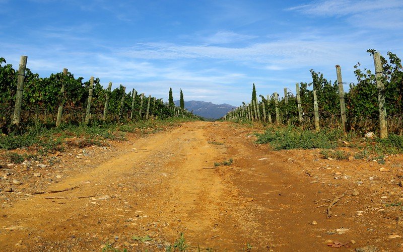 Scenic dirt pathway cutting through rows of grapevines at La Vinyeta winery in Costa Brava, Spain, with mountains in the distance under a clear blue sky, showcasing the natural beauty and tranquil setting of this family-run vineyard and wine tour destination