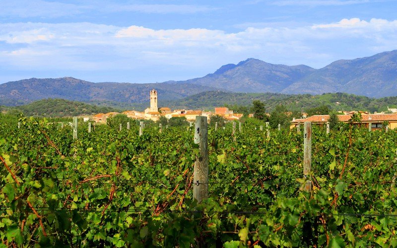 Scenic view of La Vinyeta vineyard in Costa Brava, Spain, with lush green grapevines in the foreground and the charming village church tower framed by rolling hills and distant mountains, showcasing the beauty of Spanish wine country landscapes