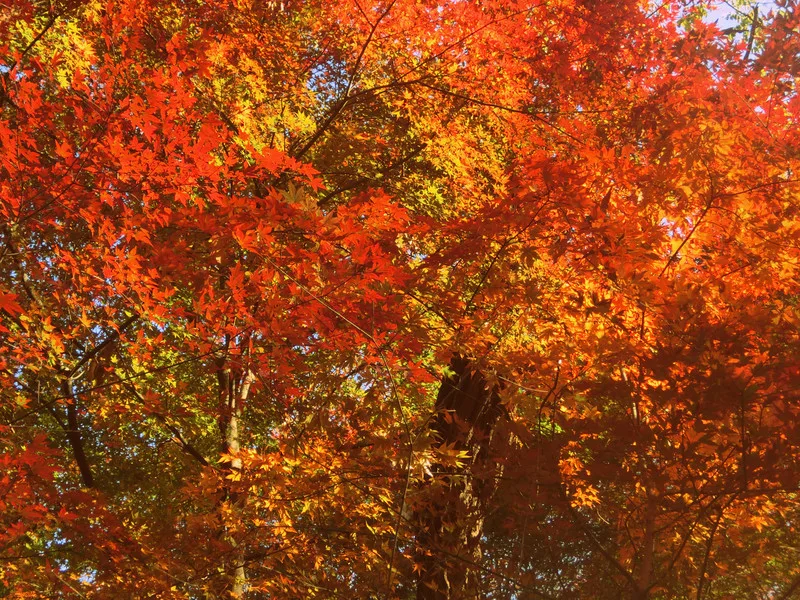 Leaves in autumn located in Seoul, Korea with beautiful reds, oranges and yellows! 
