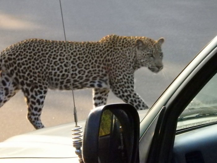 Leopard crossing our safari vehicle was nothing but surreal in Kruger National Park 